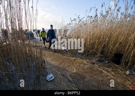 In Schaatsers de Oostvaardersplassen. Platgetrapt riet. Van la natura era hier geen pad. Foto Stock