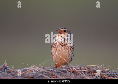 Corn Bunting, Miliaria, calandra, Emberiza, Corn Bunting, Foto Stock