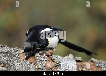 Eurasian Gazza in cerca di cibo su un ramo morto in inverno Foto Stock