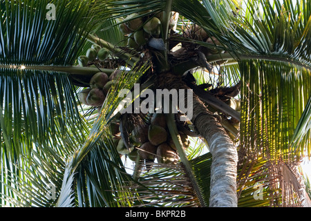 Noci di cocco su un albero di cocco Foto Stock
