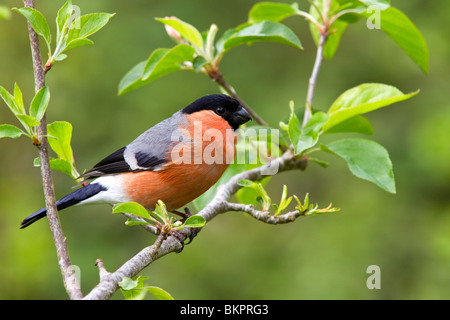 Ciuffolotto, maschio Foto Stock