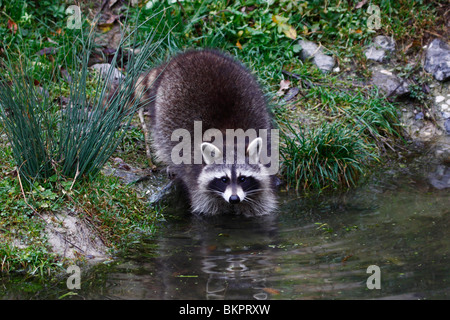 Waschbär, raccoon, Procione, lotor Foto Stock