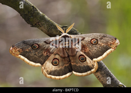 Wiener, Großes, Nachtpfauenauge Wiener, grande imperatore tarma tarma, butterfly, Saturnia pyri Foto Stock