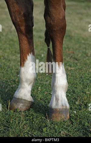 Pferdebeine / gambe di cavallo Foto Stock