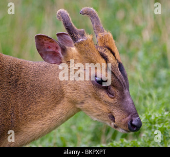 Reeve's Muntjac Deer (muntiacus reevesi) Foto Stock