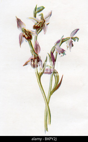 Orchis ape Foto Stock
