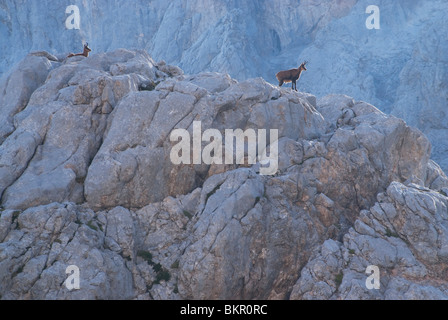 Rebeccos (Cantabrico camoscio - Rupicapra pyrenaica parva) in alta montagna, Picos de Europa, Spagna settentrionale Foto Stock