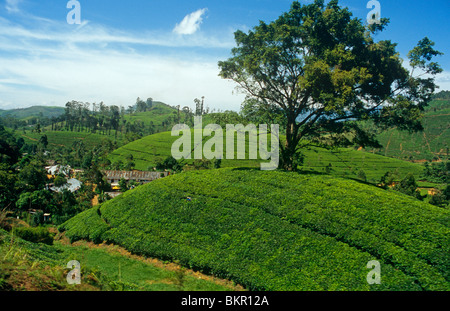 Sri Lanka, altipiani centrali. Una vista da Kandy alla ferrovia Badulla viste includono foreste tropicali e vasti giardini di tè. Foto Stock