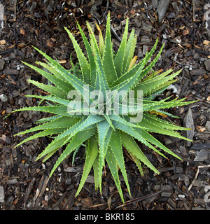 Aloe Vera Foto Stock