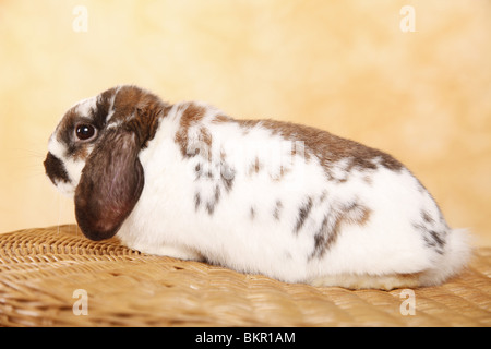 Zwergwidder / dwarf lop Foto Stock