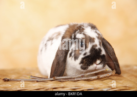 Zwergwidder / dwarf lop Foto Stock