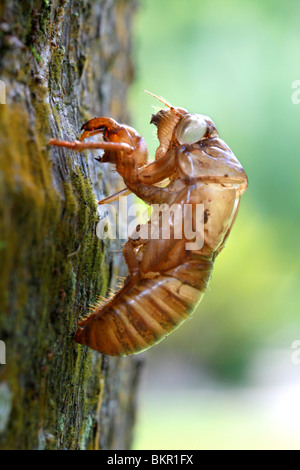 Cicala Nymph pelle Foto Stock