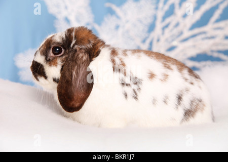 Zwergwidder / dwarf lop Foto Stock