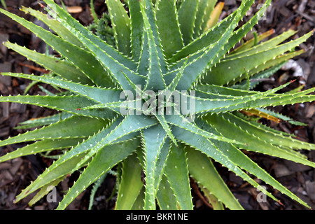 Aloe Vera Foto Stock