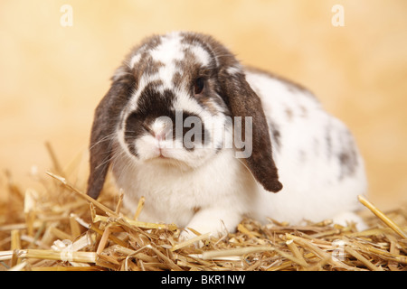 Zwergwidder / dwarf lop Foto Stock