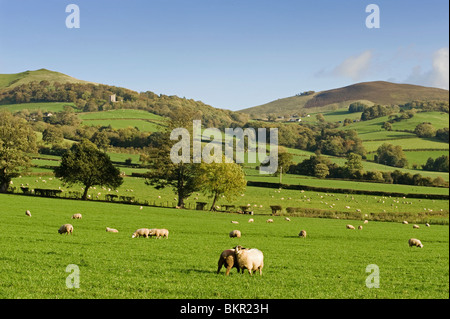 Il Galles, Clwyd. Un gregge di pecore al pascolo in una fattoria con lo sfondo delle colline Clwydian Foto Stock