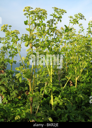 Alexanders (Smyrnium olusatrum) Foto Stock