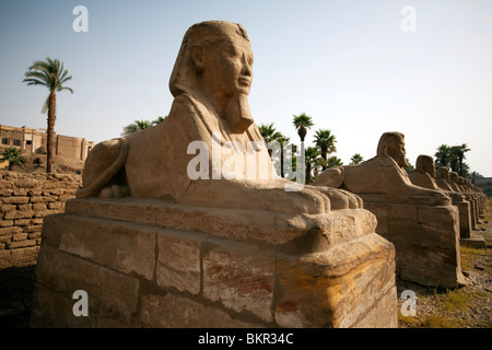 Egitto Luxor. Antica sfingi formano un viale che conduce al tempio di Luxor. Foto Stock