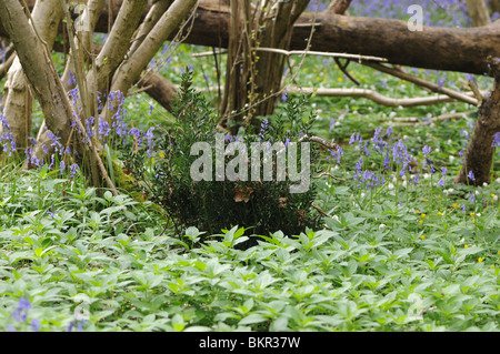 Macelleria-ginestra (Ruscus aculeatus) in antichi boschi Foto Stock