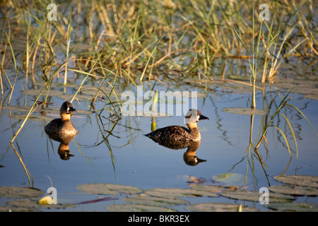 Etiopia, Lago Awassa. Una coppia di White-backed anatre sedersi sulle acque cristalline del Lago Awassa. Foto Stock