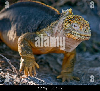 Isole Galapagos, una terra iguana su South Plaza island. Foto Stock