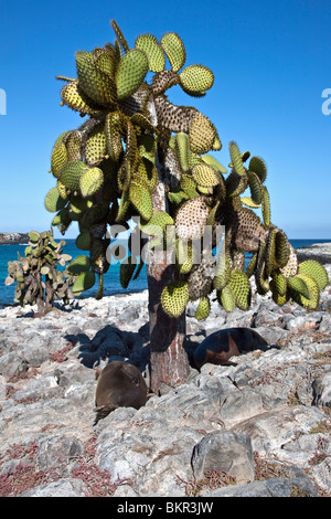 Le Galapagos Isole Galapagos, i leoni di mare riposo sotto un enorme albero di cactus al South Plaza island. Foto Stock