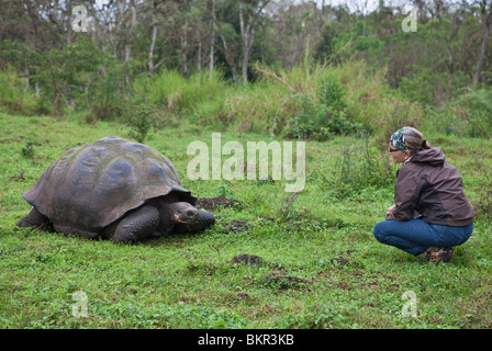 Isole Galapagos, visitatore di isola di Santa Cruz orologi una gigantesca tartaruga dopo che le isole Galapagos sono stati denominati. Foto Stock