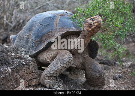 Isole Galapagos, una gigantesca tartaruga a cupola dopo che le isole Galapagos sono stati denominati. Foto Stock