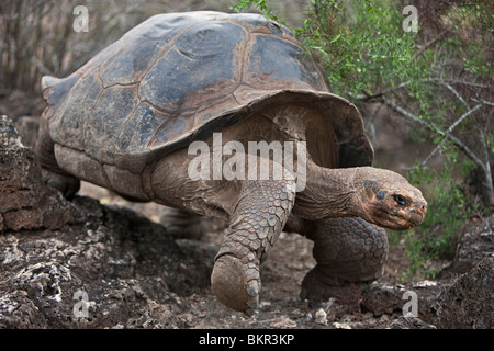 Isole Galapagos, una gigantesca tartaruga a cupola dopo che le isole Galapagos sono stati denominati. Foto Stock