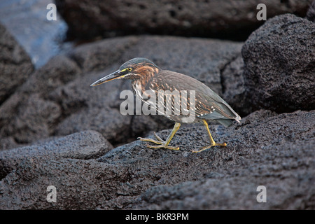 Isole Galapagos, un airone striato su rocce laviche in Fernandina Island. Foto Stock