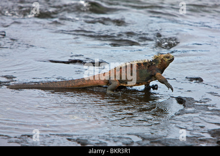 Isole Galapagos, un iguana marina lasciando a riva per nutrirsi di alghe o alghe marine intorno a metà giornata. Foto Stock