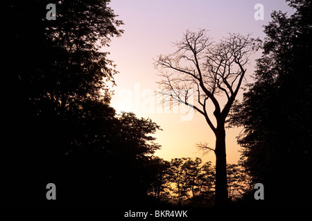 Il Malawi, Superiore Shire Valley, Liwonde Parco Nazionale. Il tramonto del bush Africano. Foto Stock