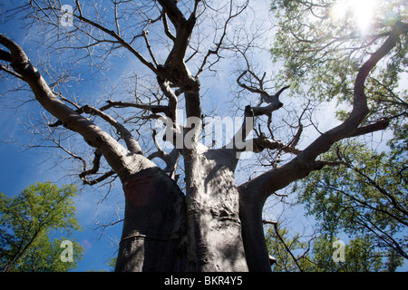 Il Malawi, Superiore Shire Valley, Liwonde Parco Nazionale. La diffusione dei rami di un enorme albero di Baobab Foto Stock