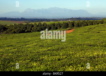 Il Malawi, Blantyre. Southern Malawis famose piantagioni di tè in zona di Thyolo Foto Stock