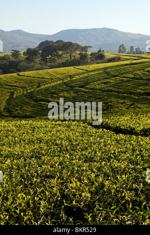 Il Malawi, Blantyre. Southern Malawis famose piantagioni di tè in zona di Thyolo Foto Stock