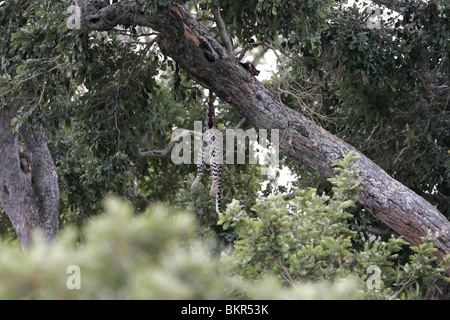 Leopard, tela appeso nella struttura ad albero, Kruger Park, Sud Africa Foto Stock