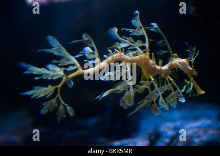 Frondose mare Dragon, Phycodurus eques, Aquarium di Sydney, Sydney, Australia Foto Stock