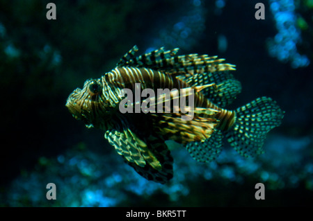 Pesce leone, pterois volitans, Aquarium di Sydney, Sydney, Australia Foto Stock