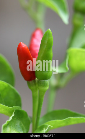 Rosso e verde peperoncini colorati(Capsicum annuum) Foto Stock