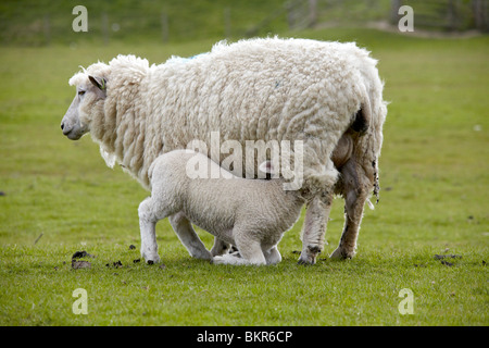 Agnelli e pecore Foto Stock