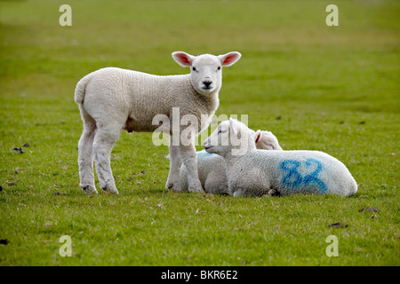 Agnelli e pecore Foto Stock