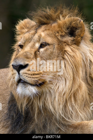 Maschio di leone asiatico Foto Stock