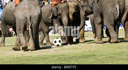 Gli elefanti che giocano a calcio / calcio durante il colorato roundup di elefante in Surin, Thailandia. Foto Stock