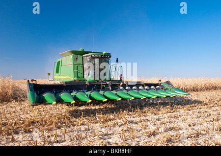 Raccolto di mais sul Froese agriturismo vicino a Winkler, Manitoba, Canada. Foto Stock