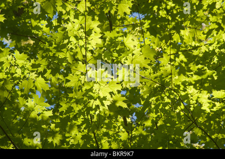 Foglie di acero verde retroilluminato su un ramo. Primo piano del fogliame Acer con filtraggio della luce solare attraverso il tettuccio contro il cielo blu. Foto Stock
