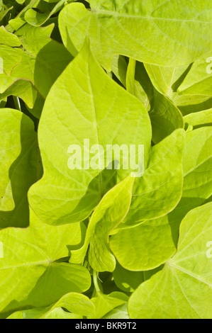 Foglie di colore verde tenue della patata dolce vine var Margarita, Convolvulaceae, Ipomoea batatas Foto Stock