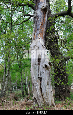 La Foresta di Sherwood Nottinghamshire Old English Oaks. Foto Stock