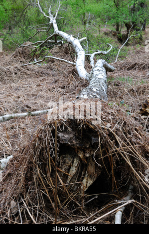 Caduto il nastro Betulla Foresta di Sherwood Nottinghamshire in Inghilterra. Foto Stock