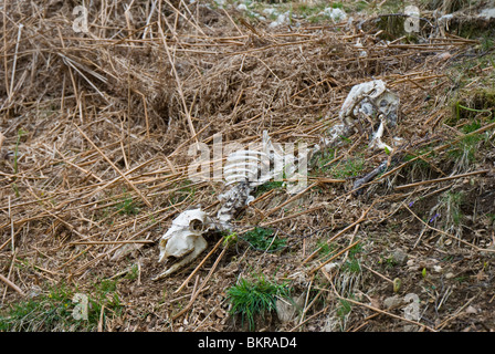 Scheletro di pecora tra morti bracken su una collina pennini Foto Stock