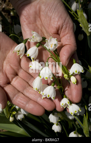 Estate Snowdrop (Leucojum) Foto Stock